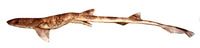 Schroederichthys tenuis, Slender catshark: