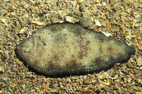 Synapturichthys kleinii, Klein's sole: fisheries