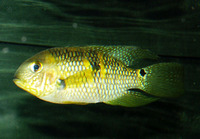 Aequidens metae, Yellow acara: aquarium