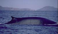 Image of: Balaenoptera physalus (fin whale)