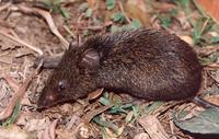 Image of: Oxymycterus (burrowing mice and hocicudos)