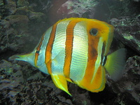 Chelmon rostratus - beaked boralfish