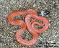 Image of: Pseudoboa neuwiedii (coal snake)