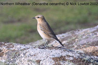 Northern Wheatear - Oenanthe oenanthe