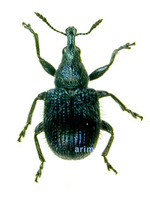 Involvulus pilosus - 찔레털거위벌레