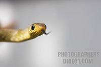 young indian rat snake stock photo