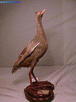뜸부기 Gallicrex cinerea (Watercock)