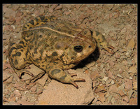 : Bufo woodhousii australis; Southwestern Woodhouse's Toad