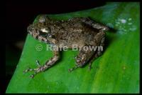 : Platymantis guentheri; Guenther's Forest Frog