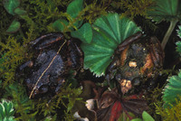 : Pristimantis nervicus