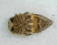 : Atylana sp.