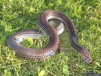 : Xenopeltis unicolor; Sunbeam Snake