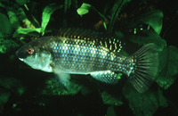 Alcolapia alcalicus, Natron tilapia: fisheries