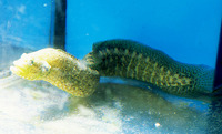 Congrogadus subducens, Carpet eel-blenny: aquarium