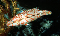 Oxycheilinus arenatus, Speckled maori wrasse: fisheries