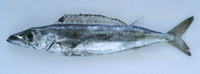 Rexea prometheoides, Royal escolar: fisheries