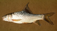 Barbus oxyrhynchus, Pangani barb: fisheries