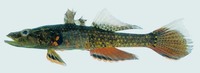 Butis amboinensis, Olive flathead-gudgeon: aquarium