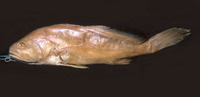 Plagioscion auratus, Black curbinata: fisheries, aquaculture