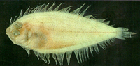 Arnoglossus polyspilus, Many-spotted lefteye flounder: