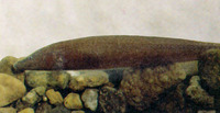 Apteronotus leptorhynchus, :