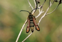 Bembecia ichneumoniformis - Six-belted Clearwing