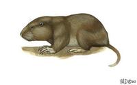 Image of: Cratogeomys castanops (yellow-faced pocket gopher)