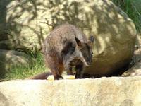 Petrogale penicillata - Brush-tailed Rock Wallaby
