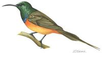 Image of: Anthobaphes violacea (orange-breasted sunbird)