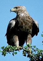 Image of: Aquila rapax (tawny eagle)