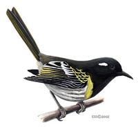 Image of: Notiomystis cincta (stitchbird)