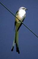 Image of: Tyrannus forficatus (scissor-tailed flycatcher)