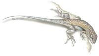 Image of: Uta stansburiana (side-blotched lizard)
