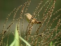Savi's Warbler - Locustella luscinioides