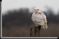 Snowy Owl, Piermont, NY