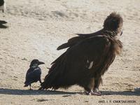 독수리 Black vulture Aegypius monachus