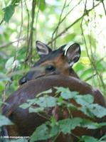 Red duiker (Cephalophus rufilatus), a small forest antelope