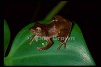 : Philautus leitensis; Leyte Tree Frog