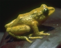 : Pristimantis ortizi