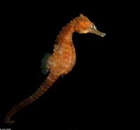 : Hippocampus erectus; Lined Seahorse