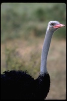 : Struthio camelus molybdophanes; Somali Ostrich