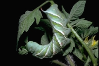 : Manduca sexta; Tomato Hornworm (caterpillar)