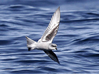 Fork-tailed Storm Petrel. 30 September 2006. Photo by Angus Wilson