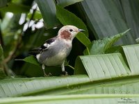 Chestnut-cheeked Starling (Male) Scientific name - Sturnus philippensis