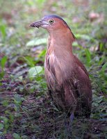 Malayan Night-Heron Gorsachius melanolophus