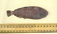 Image of Microchirus variegatus, Thickback sole, Gjuhez brezake, Llenguado pelut, List prugavac,...