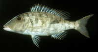 Lethrinus semicinctus, Black blotch emperor: fisheries