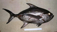 Taractes rubescens, Pomfret: fisheries