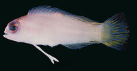 Pectinochromis lubbocki, :