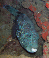 Arothron caeruleopunctatus, Blue-spotted puffer: aquarium